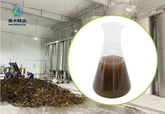 Top China Brown Algae Extract Options: How to Pick a Quality One